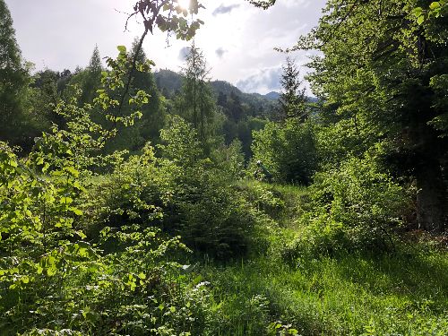 Bucegi vara